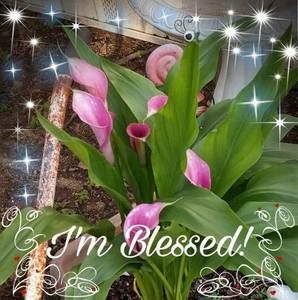 Meet your Posher, Joan